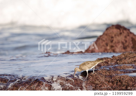 Eurasian whimbrel searching for food. 119959299