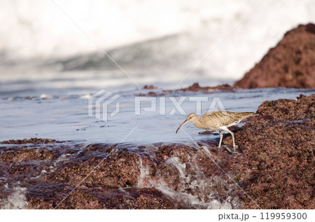 Eurasian whimbrel Numenius phaeopus. Eurasian whimbrel Numenius phaeopus. 119959300