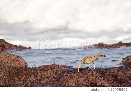 Eurasian whimbrel searching for food. Eurasian whimbrel searching for food. 119959301