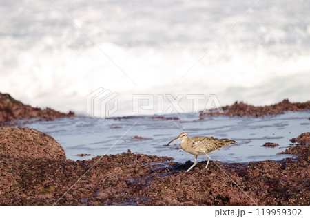 Eurasian whimbrel Numenius phaeopus. Eurasian whimbrel Numenius phaeopus. 119959302