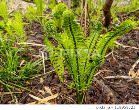 北国の春～こごみの季節～ 119959323