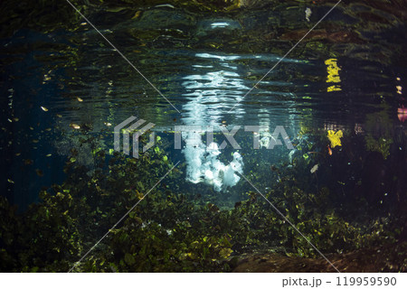 Diving in Mexican Cenote underwater cave snorkeling in surface photo taken from underwater with splashes Diving in Mexican Cenote underwater cave snorkeling in surface photo taken from underwater with splashes 119959590