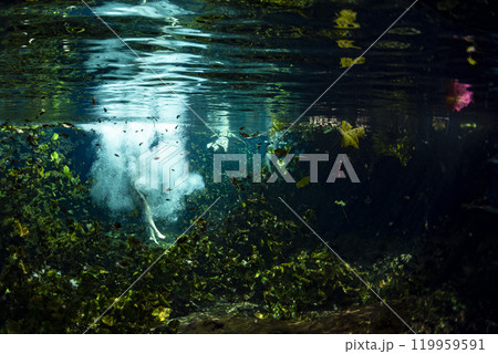 Diving in Mexican Cenote underwater cave snorkeling in surface photo taken from underwater with splashes Diving in Mexican Cenote underwater cave snorkeling in surface photo taken from underwater with splashes 119959591