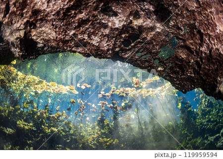 Diving in Mexican Cenote underwater cave Diving in Mexican Cenote underwater cave 119959594