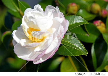 サザンカ（山茶花） 119960385