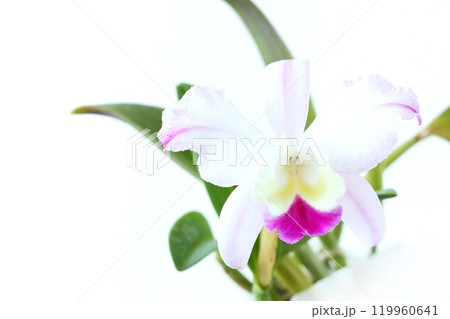 カトレア　白地にピンク色のリップ　明るい背景 119960641