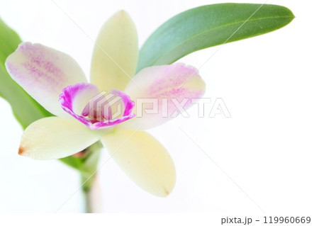 カトレア 黄緑色の花 洋ラン 明るい背景 カトレア 黄緑色の花 洋ラン 明るい背景 119960669