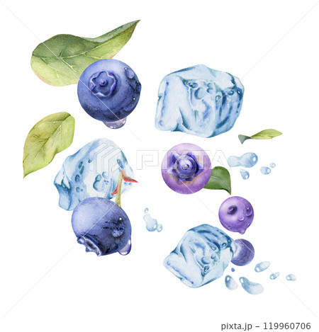 Blueberry blackberry flying in water splash with ice cubes, drops and green leaves, hand drawn in watercolor, ripe summer forest berry. Isolated illustration for restaurant, cafe menu, farmers market 119960706