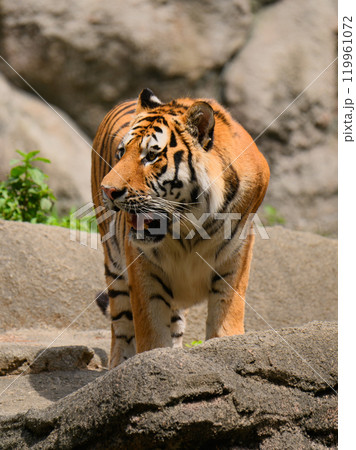 岩場のアムールトラ 岩場のアムールトラ 119961072