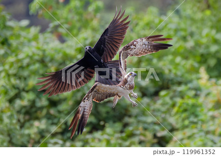 ハシボソガラスに攻撃されるミサゴ ハシボソガラスに攻撃されるミサゴ 119961352