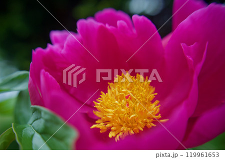 生薬である「立てば芍薬」、品種はポーラフェイ、花言葉は「恥じらい」「はにかみ」。 119961653