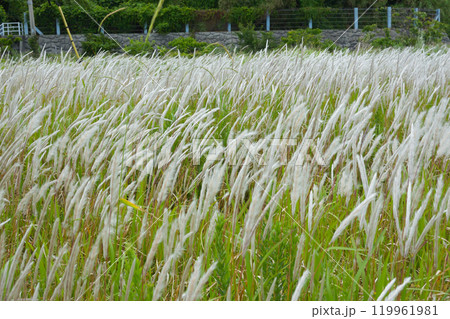 アパート跡の風に揺れるススキ 119961981