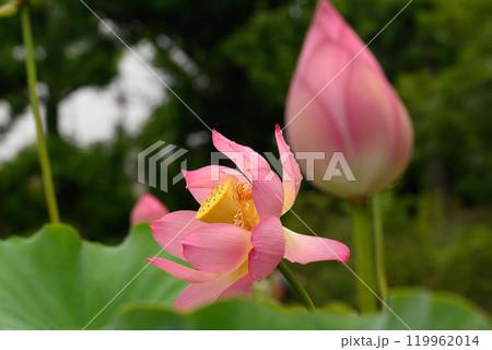 桃色の蓮の花 桃色の蓮の花 119962014