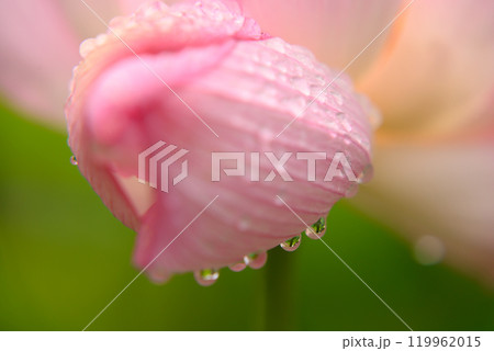 雨に濡れた桃色の睡蓮 119962015