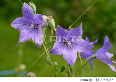 紫色のキキョウの花 119962027