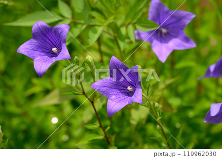 紫色の桔梗の花 紫色の桔梗の花 119962030
