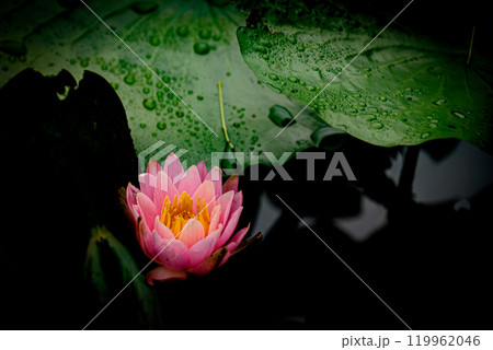 ピンクイ睡蓮の花 119962046