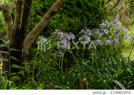 庭園に咲くムラサキクンシラン 119962050