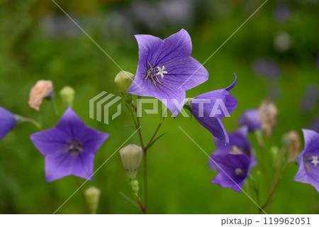 紫色のキキョウの花 119962051