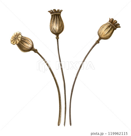 Poppy bulbs set. Autumn vintage botanical watercolor illustration. Isolated realistic elegant poppy capsules on white background. Hand painted seasonal clipart for autumn holidays, Thanksgiving day Poppy bulbs set. Autumn vintage botanical watercolor illustration. Isolated realistic elegant poppy capsules on white background. Hand painted seasonal clipart for autumn holidays, Thanksgiving day 119962115