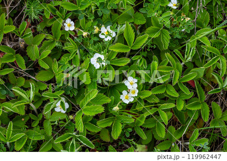 Rosaceae - Fragaria viridis Duch - srawberry close-up Rosaceae - Fragaria viridis Duch - srawberry close-up 119962447