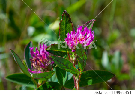 Wild red clover flower isolated Trifolium pratense, with green nature background Wild red clover flower isolated Trifolium pratense, with green nature background 119962451