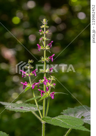 Close up of a hedge woundwort stachys sylvatica flower in bloom Close up of a hedge woundwort stachys sylvatica flower in bloom 119962452