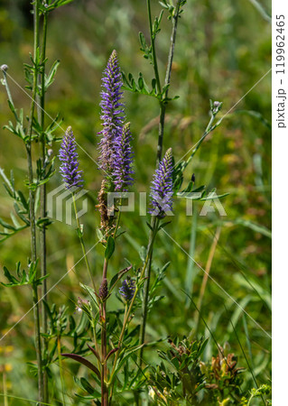 Veronica spicata spiked speedwell syn. Pseudolysimachion spicatum is a species of flowering plant in the family Plantaginaceae 119962465