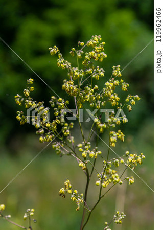 Thalictrum minus, Lesser Meadow-Rue. Wild plant shot in summer 119962466