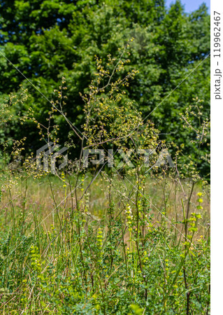 Thalictrum minus, Lesser Meadow-Rue. Wild plant shot in summer Thalictrum minus, Lesser Meadow-Rue. Wild plant shot in summer 119962467