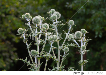 In the wild, the honey plant echinops sphaerocephalus blooms 119962483