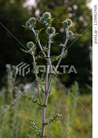 In the wild, the honey plant echinops sphaerocephalus blooms 119962486