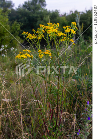 Wild plant Jacobaea vulgaris in the forest meadow. Known as ragwort, stinking Willie or tansy ragwort. Yellow delicate flower on a green background Wild plant Jacobaea vulgaris in the forest meadow. Known as ragwort, stinking Willie or tansy ragwort. Yellow delicate flower on a green background 119962487