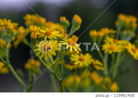 Wild plant Jacobaea vulgaris in the forest meadow. Known as ragwort, stinking Willie or tansy ragwort. Yellow delicate flower on a green background Wild plant Jacobaea vulgaris in the forest meadow. Known as ragwort, stinking Willie or tansy ragwort. Yellow delicate flower on a green background 119962488