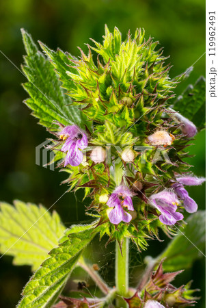 Flowers and leaves of Stachys thirkey Flowers and leaves of Stachys thirkey 119962491