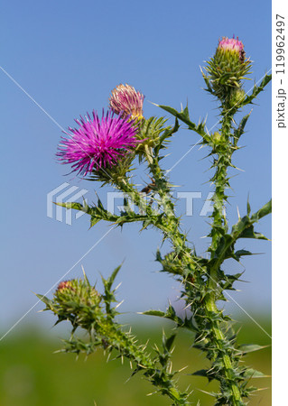 The bright purple flower of the carduus acanthoides, known as the spiny plumeless thistle, welted thistle, or plumeless thistle in front of the dark forest background The bright purple flower of the carduus acanthoides, known as the spiny plumeless thistle, welted thistle, or plumeless thistle in front of the dark forest background 119962497