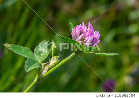Wild red clover flower isolated Trifolium pratense, with green nature background 119962504