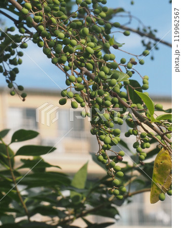 ネズミモチの蒼い実（秋の朝の日差しを浴びたタマツバキの枝） 119962567