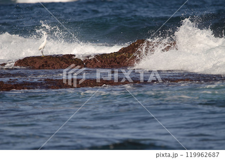 Little egret among the waves. Little egret among the waves. 119962687