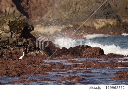 Little egret Egretta garzetta. 119962732