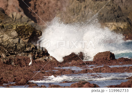 Little egret Egretta garzetta. 119962733