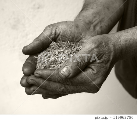 Old hands with wheats 119962786