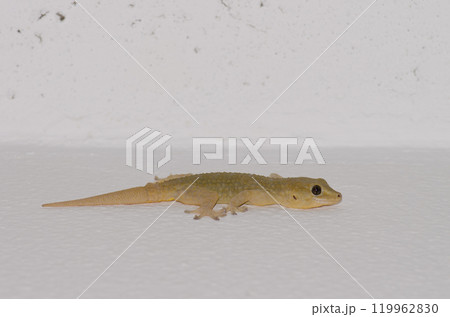 Boettger's wall gecko. Boettger's wall gecko. 119962830