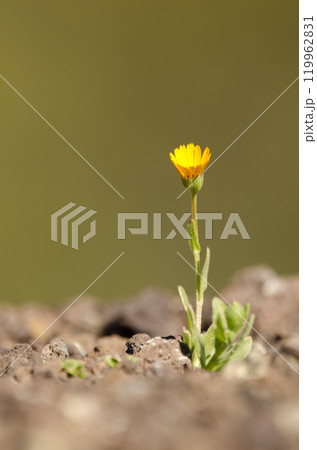 Field marigold in bloom. Field marigold in bloom. 119962831