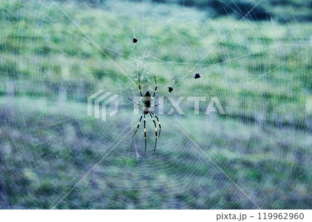 蜘蛛の糸をはりめぐらし獲物を待つ。自然界のありふれた光景に 蜘蛛の糸をはりめぐらし獲物を待つ。自然界のありふれた光景に 119962960