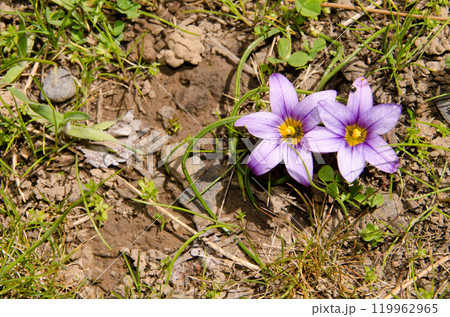 Flowers of sand crocus. Flowers of sand crocus. 119962965