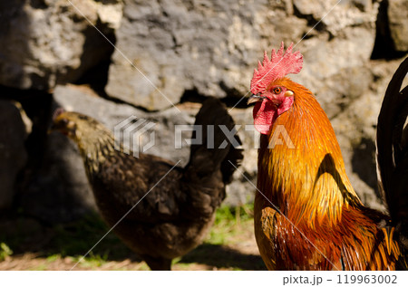 Male chicken Gallus domesticus and female. 119963002