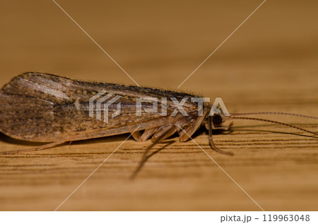 Caddisfly Mesophylax aspersus. Caddisfly Mesophylax aspersus. 119963048