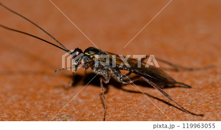 Wasp cleaning itself. Wasp cleaning itself. 119963055
