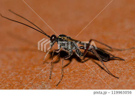 Wasp cleaning itself. Wasp cleaning itself. 119963056